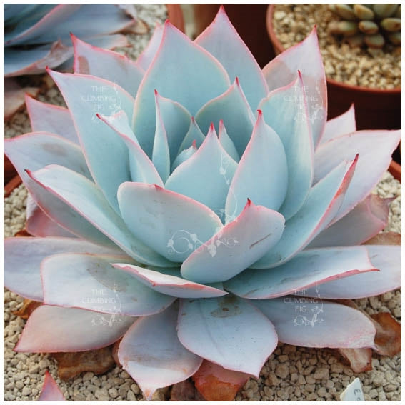 Echeveria Cante Seeds