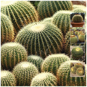 Echinocactus Grusonii Golden Barrel Cactus Seeds