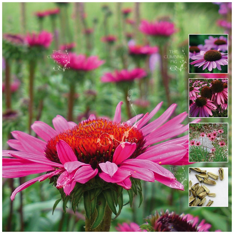 Echinacea Heirloom Improved Seeds