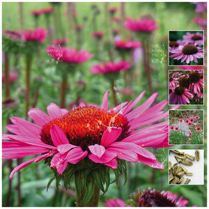 Echinacea Heirloom Improved Seeds