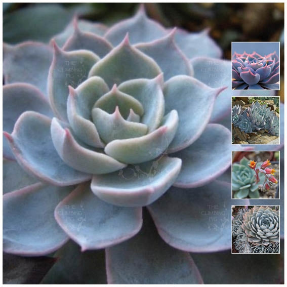 Echeveria Peacockii Seeds