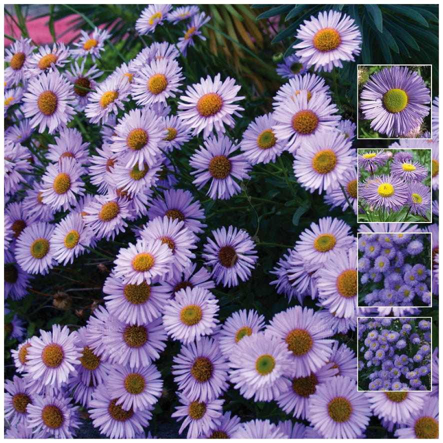 Erigeron Azure Fairy Seeds