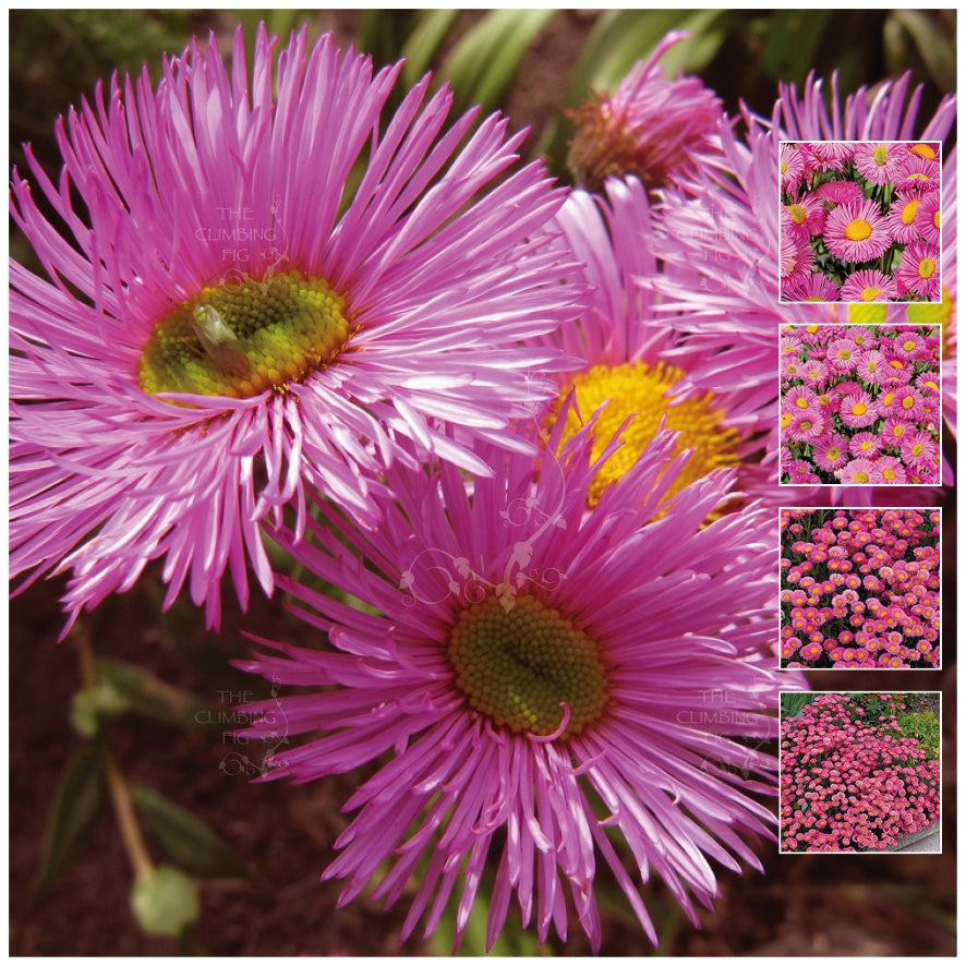 Erigeron Pink Jewel Seeds