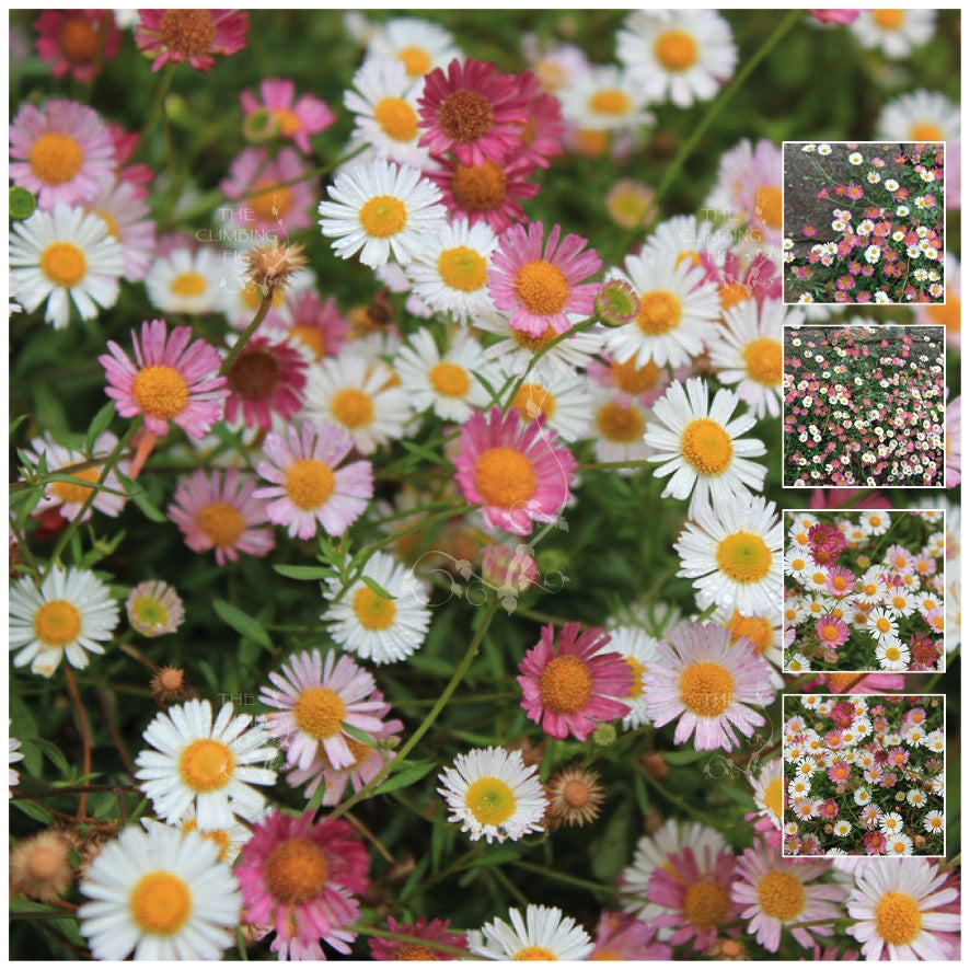 Erigeron