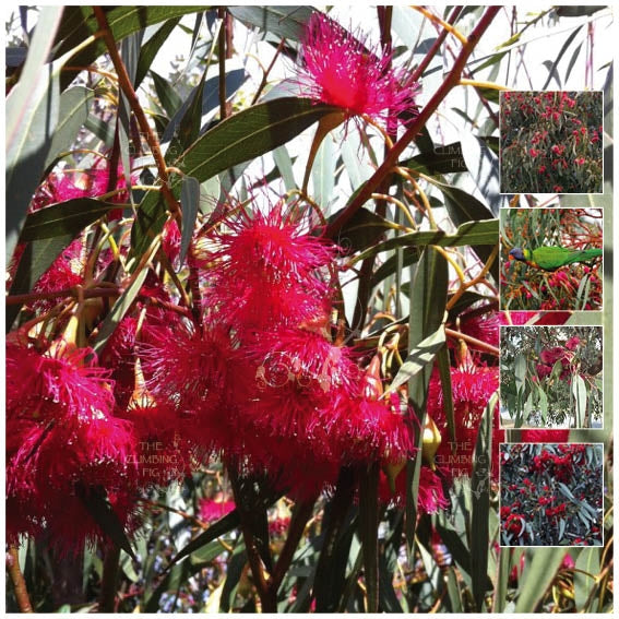 Eucalyptus Red Flowering Yellow Gum Seeds