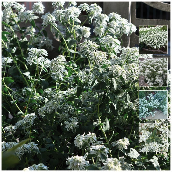 Euphorbia Marginata Mountain Snow Seeds