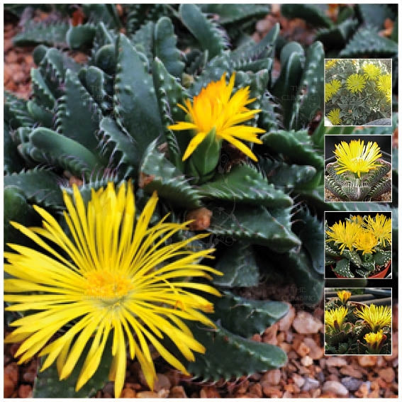 Faucaria Tigrina Tiger&#39;s Jaw Seeds