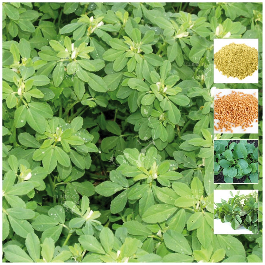 Fenugreek Herb Seeds