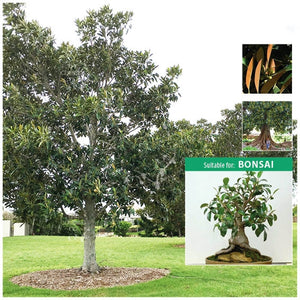 Ficus Macrophylla Moreton Bay Fig Seeds