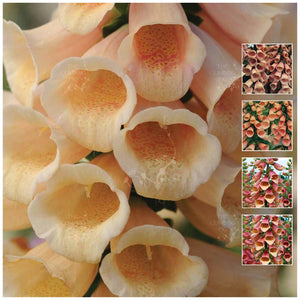Foxglove Apricot and Peaches Seeds