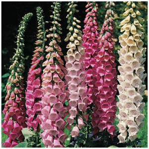 Foxglove Colossal Excelsior Mix Seeds