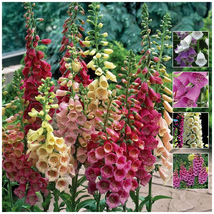 fox flower seed FOXGLOVE Foxy Alpha Mix Seeds. Cut flower variety. Red, pink, yellow,