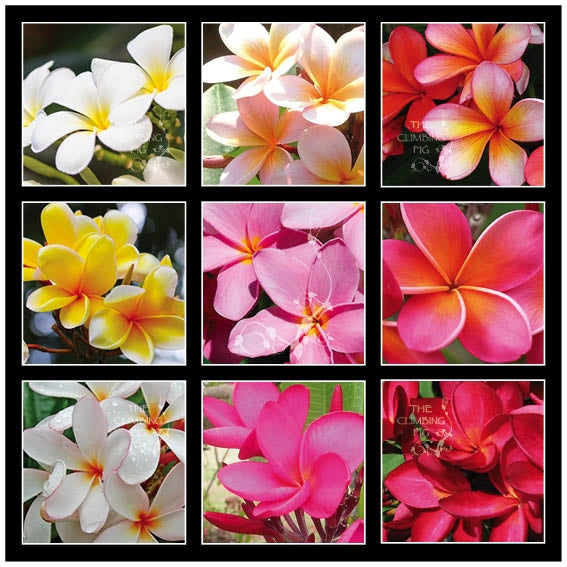 Frangipani Plumeria Hybrida Mix Seeds