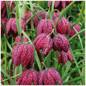 Fritillaria Meleagris Snake's Head Lily Seeds