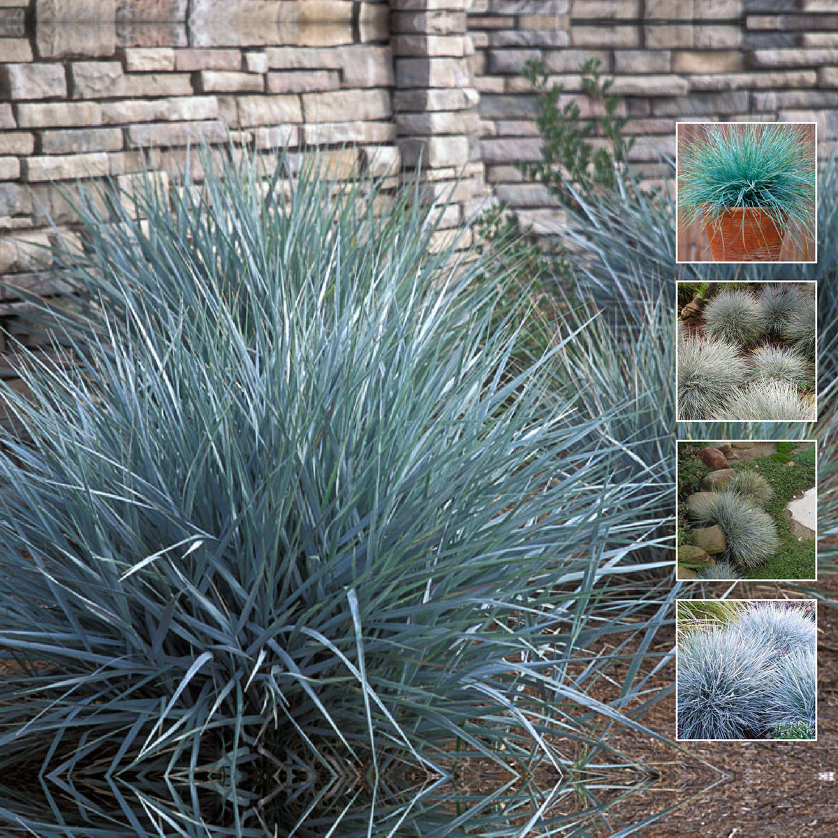 FESTUCA GLAUCA Alpine Silver Seeds. Perennial landscaping. Silver foliage
