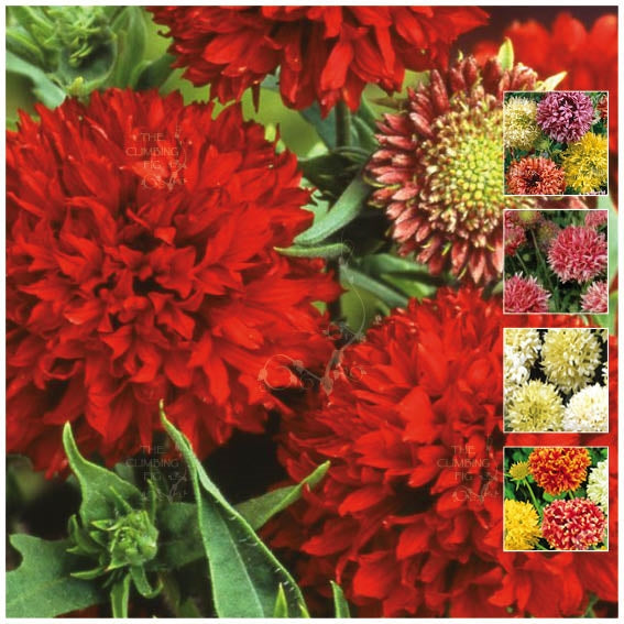 Gaillardia Rembrandt Double Mix Seeds