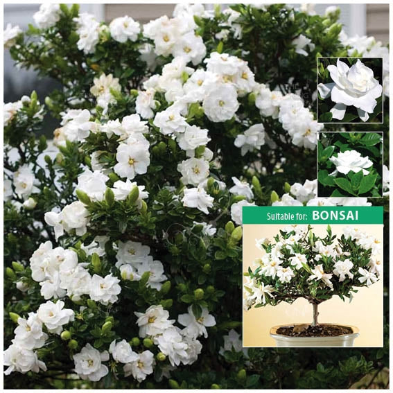 Gardenia Jasminoides Cape Jasmine Seeds