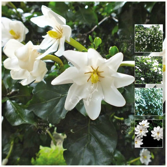 Gardenia Thunbergia White Gardenia Seeds