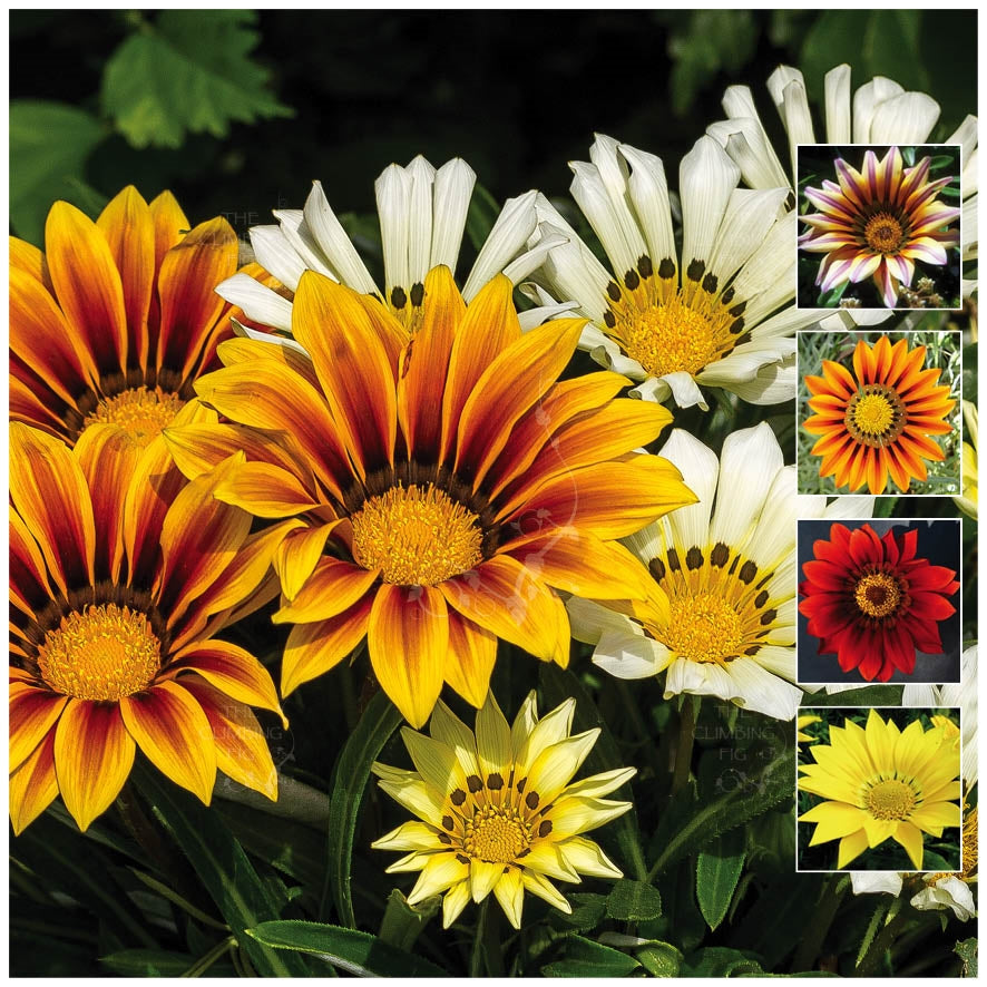 Gazania Aztec Hybrids Seeds