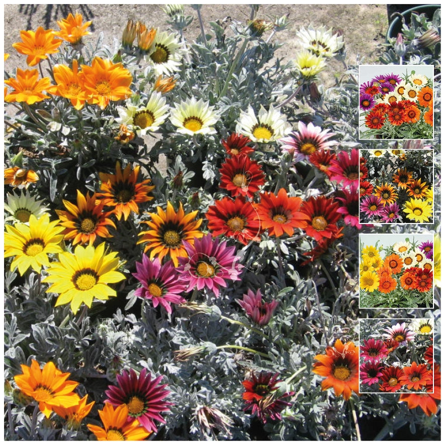 Gazania Fluro On Silver Mix Seeds