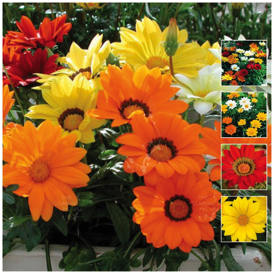 Gazania Gazoo Mix Seeds