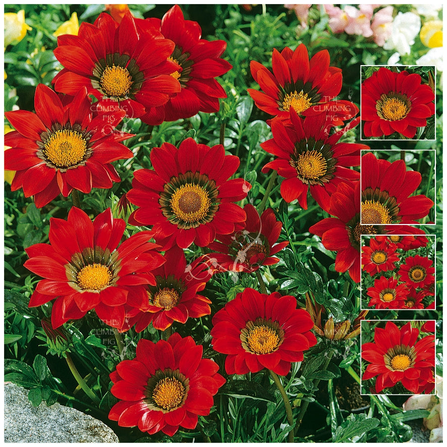 Gazania Gazoo Red with Ring Seeds