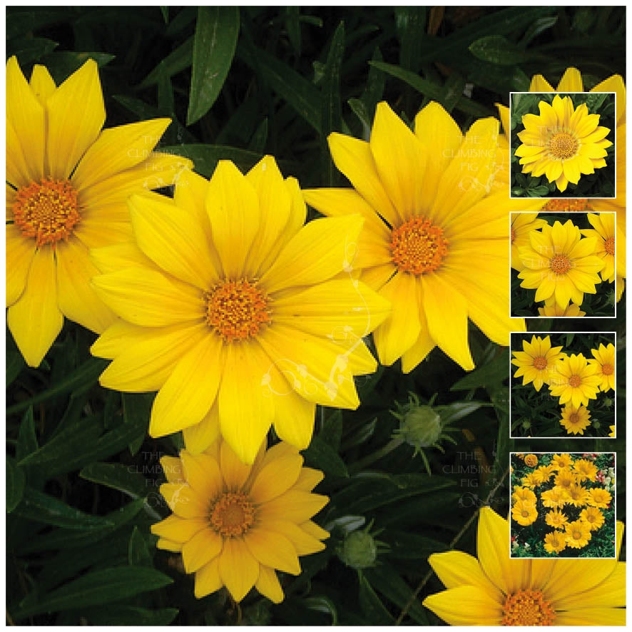 Gazania Gazoo Clear Yellow Seeds