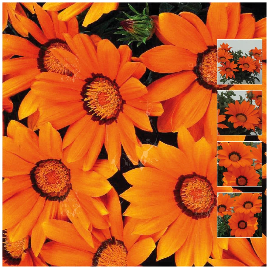 Gazania Gazoo Orange with Ring Seeds