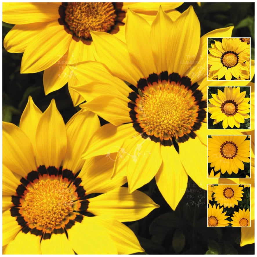 Gazania Gazoo Yellow with Ring Seeds