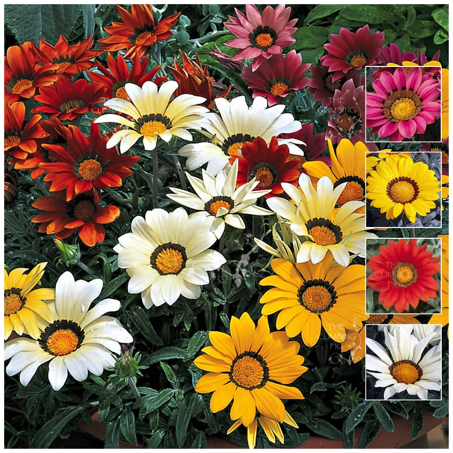 Gazania Kiss Frosty Mix Seeds