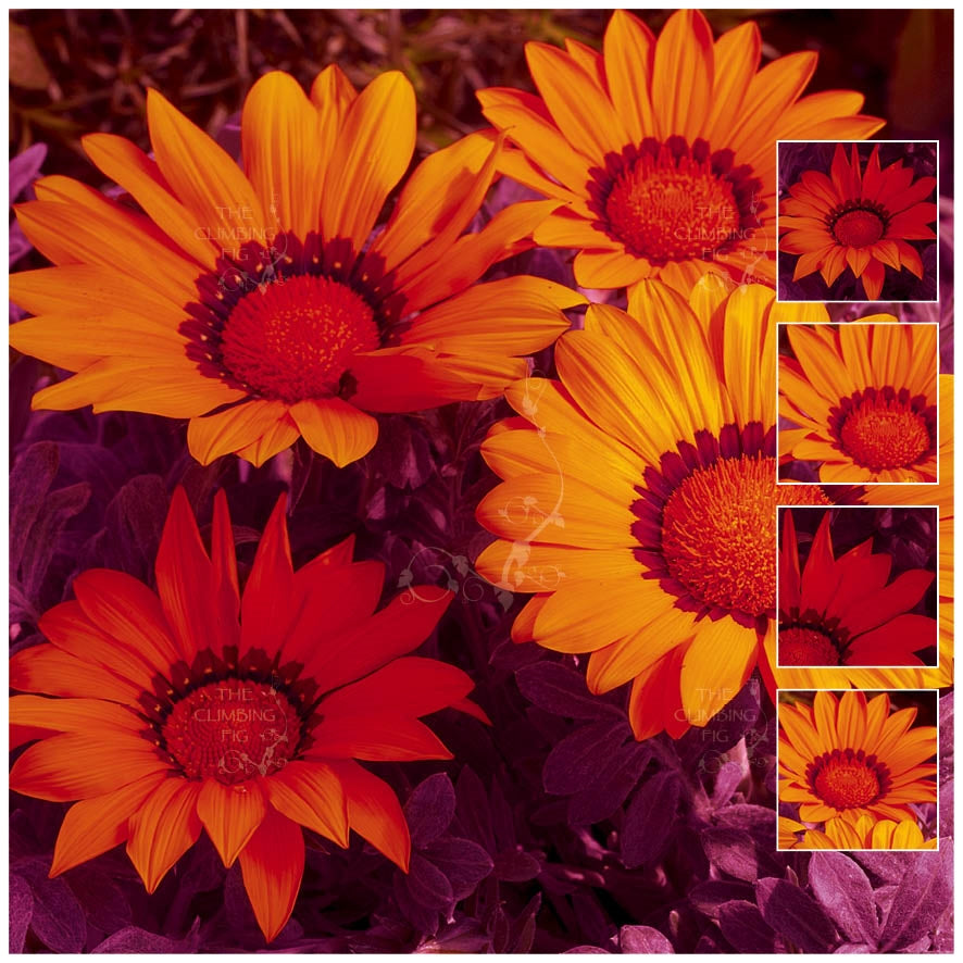 Gazania Kiss Frosty Orange Seeds