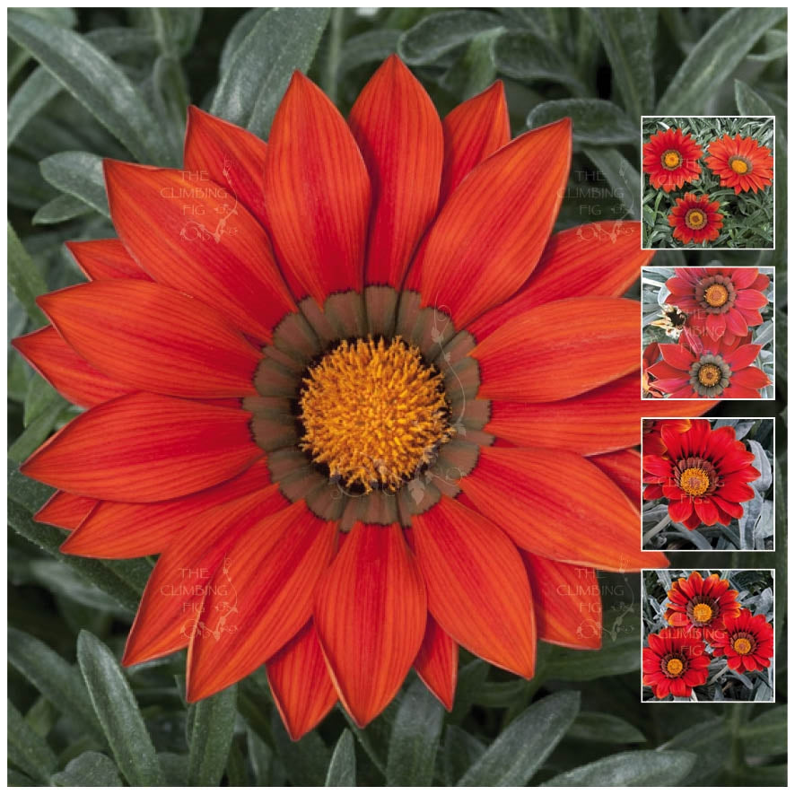 Gazania Kiss Frosty Red Seeds