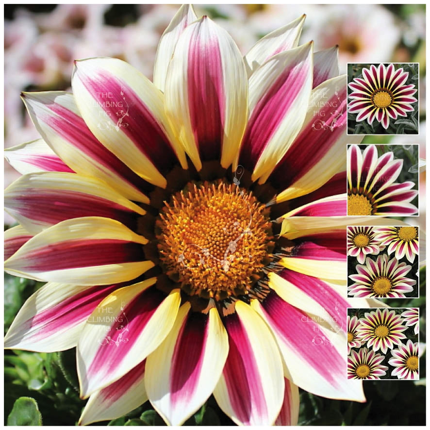 Gazania