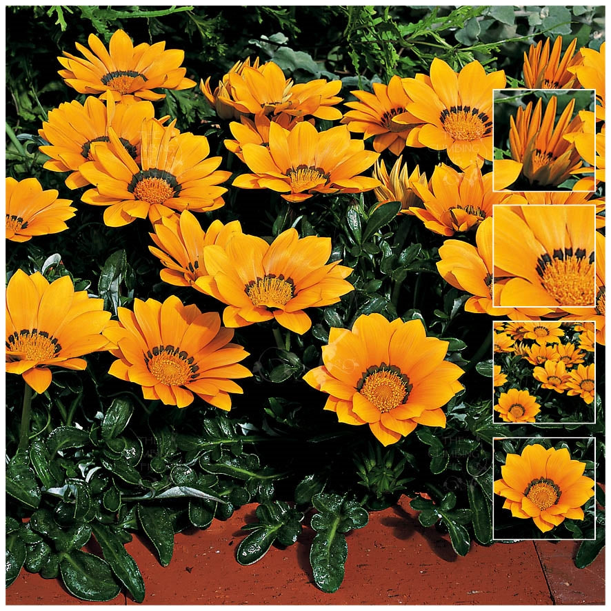 Gazania Kiss Golden Yellow Seeds