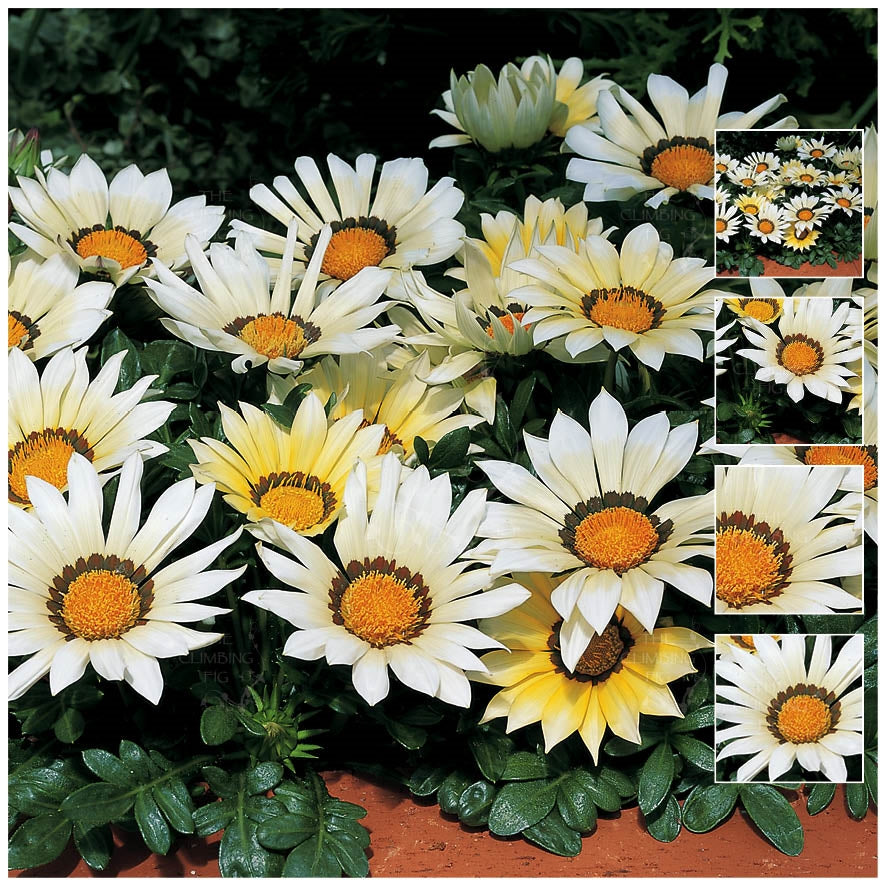 Gazania Kiss White Seeds