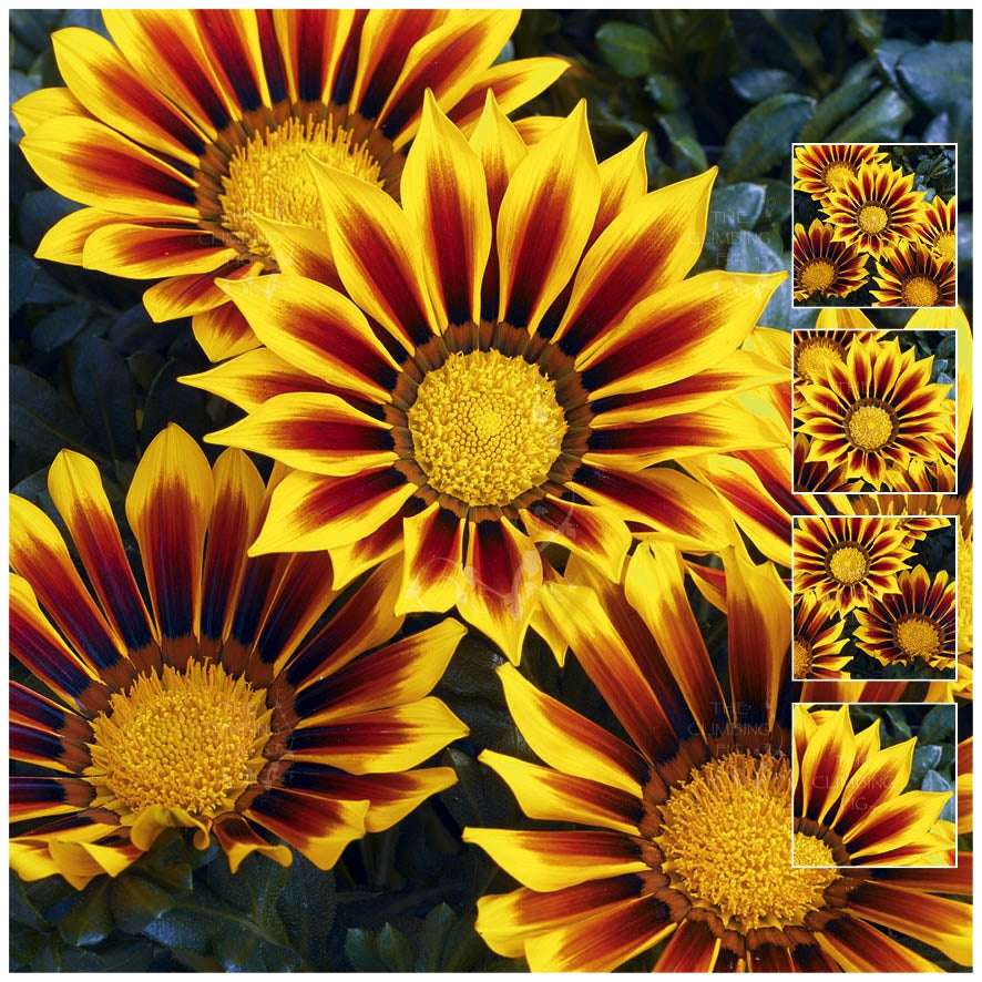 Gazania Kiss Yellow Flame Seeds