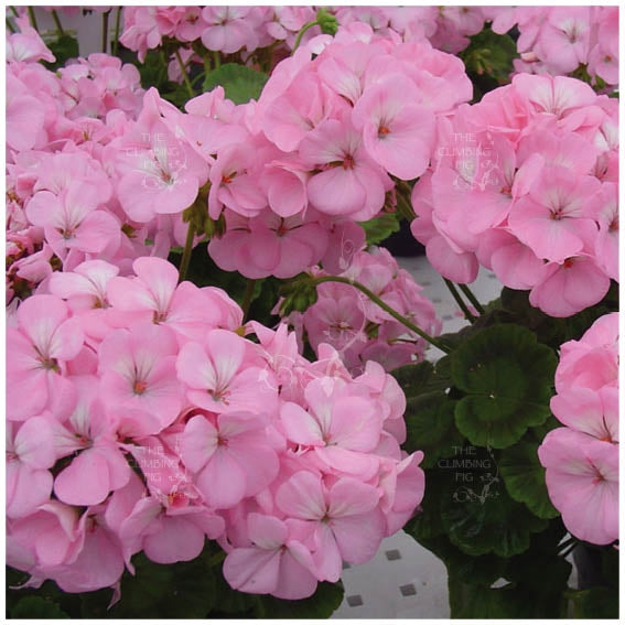 Geranium Apache Appleblossom Seeds