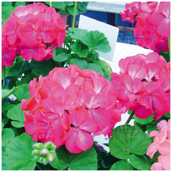 Geranium Apache Rose Bicolour Seeds