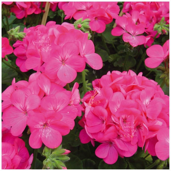 Geranium Apache Rose Seeds