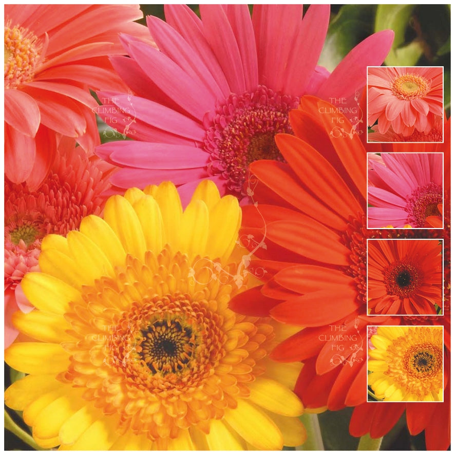 Gerbera