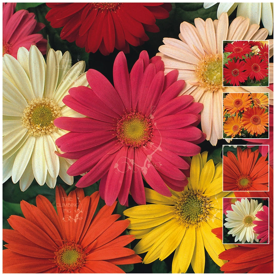 Gerbera Jamesonii Mix Seeds