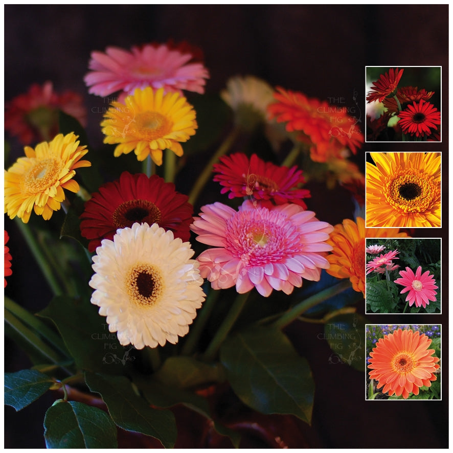 Gerbera Vibrant Collection Seeds