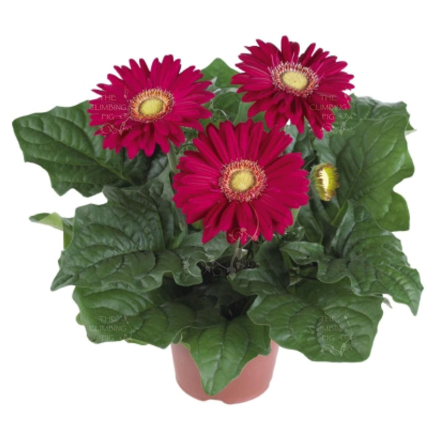Gerbera Flori Line Maxi Dark Purple Seeds