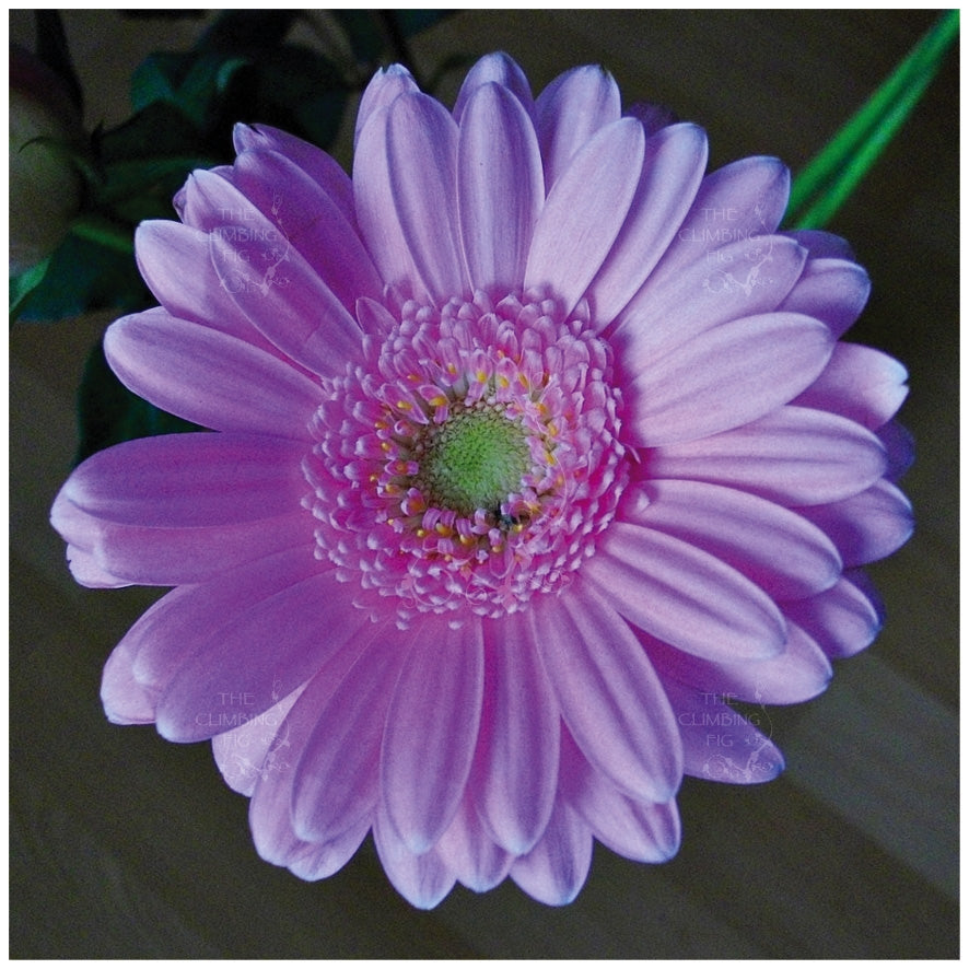 Gerbera Flori Line Maxi Lilac Seeds