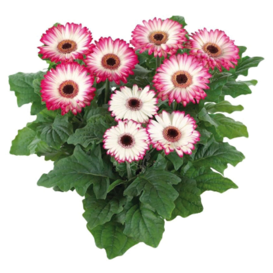 Gerbera Flori Line Midi Monet Seeds