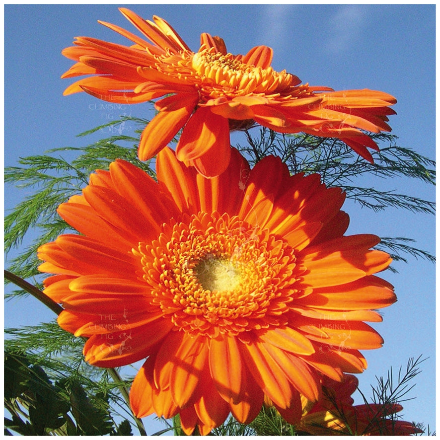 Gerbera Flori Line Maxi Orange Seeds