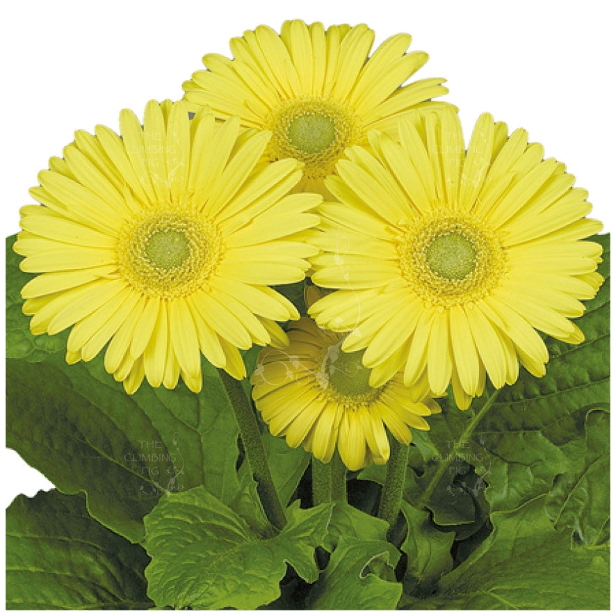 Gerbera Flori Line Maxi Yellow Seeds