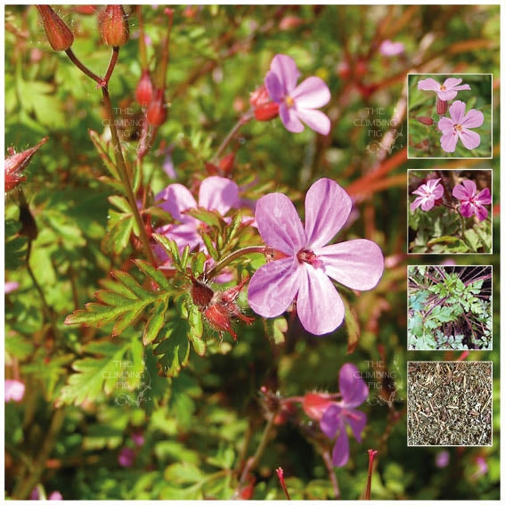 Geranium Robertianum Herb Robert Seeds