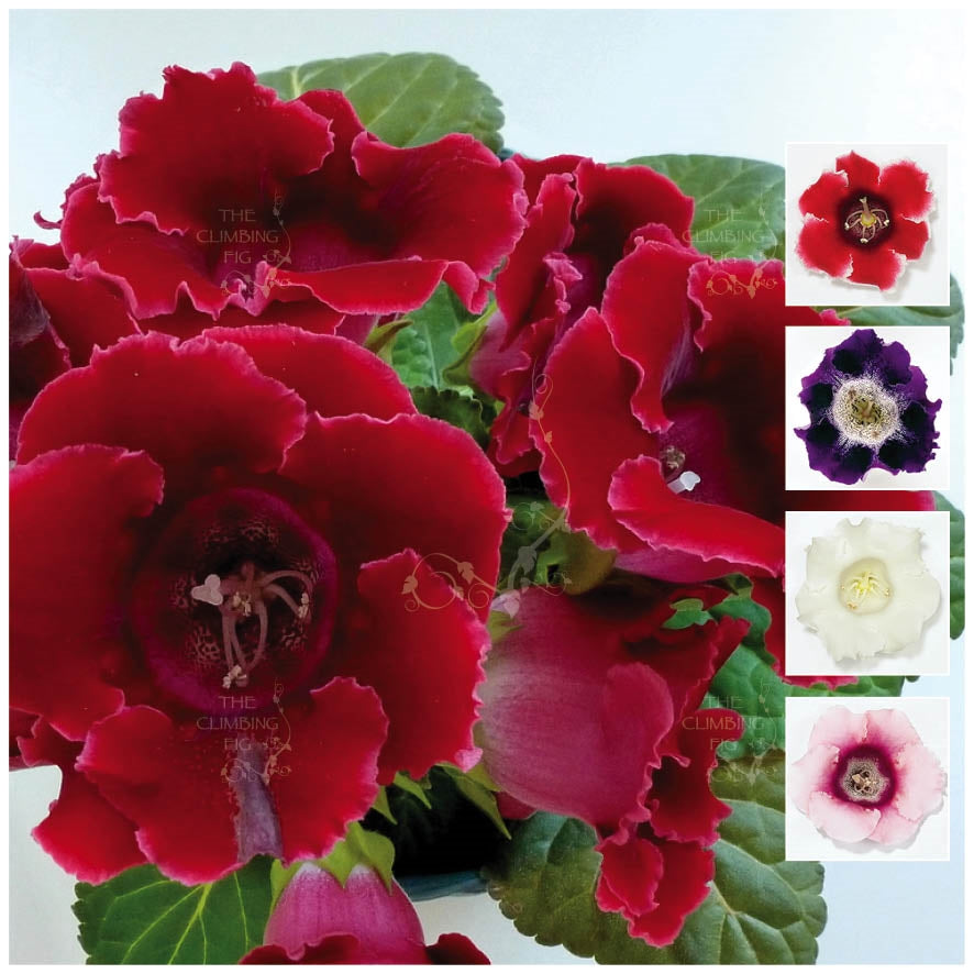Gloxinia Empress Hybrid Mix Seeds