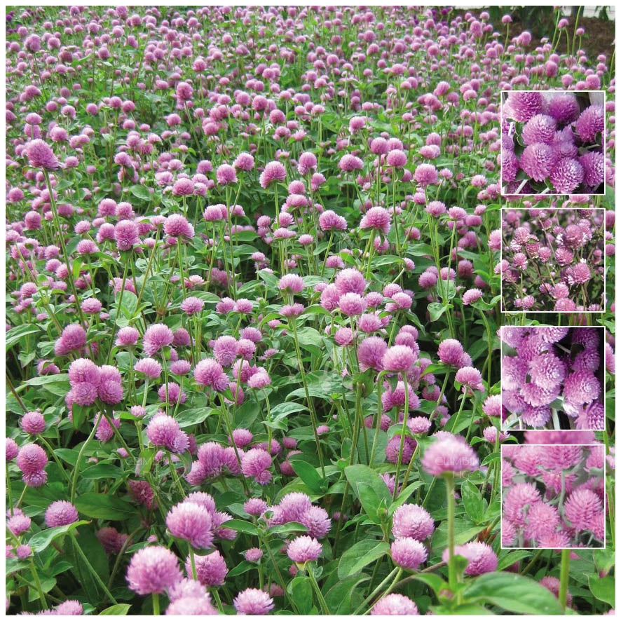 Gomphrena Audray Pink Seeds